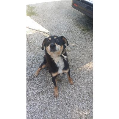 COMUNE DI FROSOLONE - CANE - Microchip 380260043281426