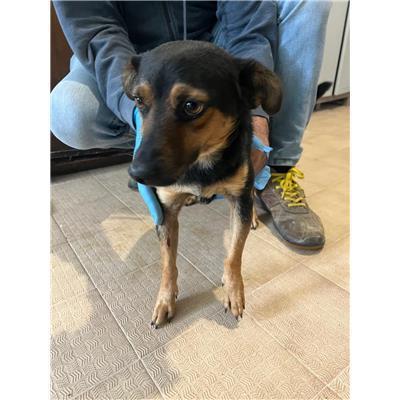 COMUNE DI SEPINO  - CANE - Microchip 380260170550980