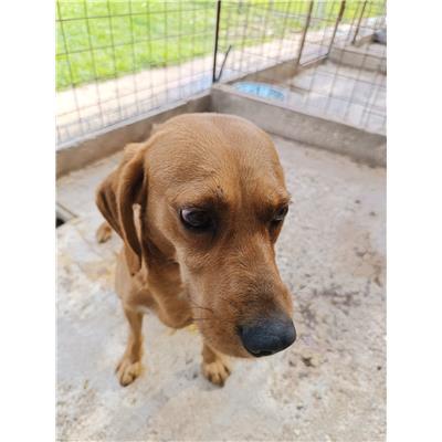 COMUNE DI ALIFE - CANE - Microchip 380260170373552