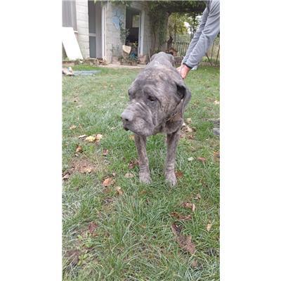 COMUNE DI RICCIA - CANE - Microchip 380260170550927