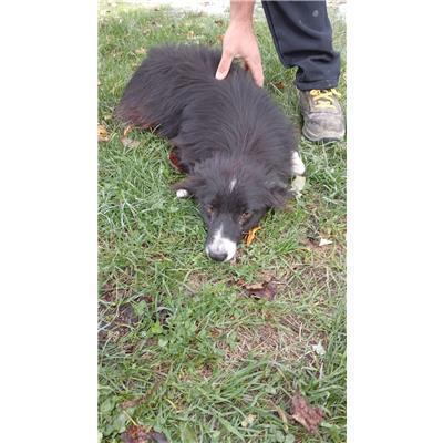 COMUNE DI CANTALUPO NEL SANNIO - CANE - Microchip 380260044448107