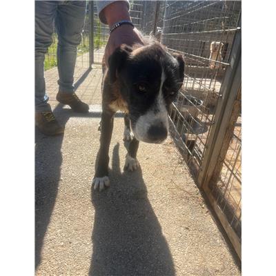 COMUNE DI PRATELLA - CANE - Microchip 380260044262170