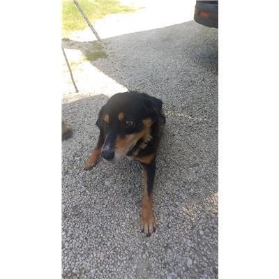 COMUNE DI FROSOLONE - CANE - Microchip 380260043376640