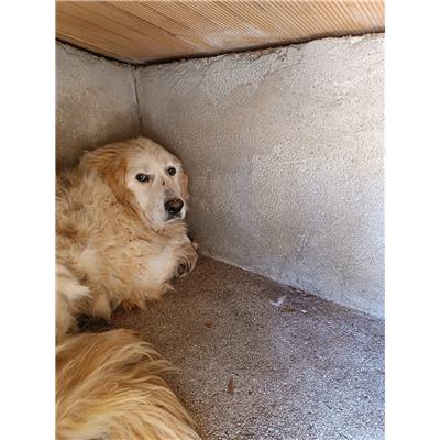 COMUNE DI FROSOLONE - CANE - Microchip 380260043654891