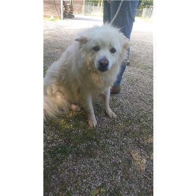 COMUNE DI FROSOLONE - CANE - Microchip 380260043664325