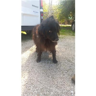 COMUNE DI FROSOLONE - CANE - Microchip 380260044444160