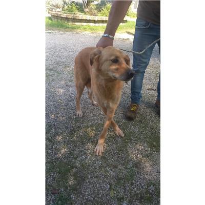 COMUNE DI FROSOLONE - CANE - Microchip 380260044447979