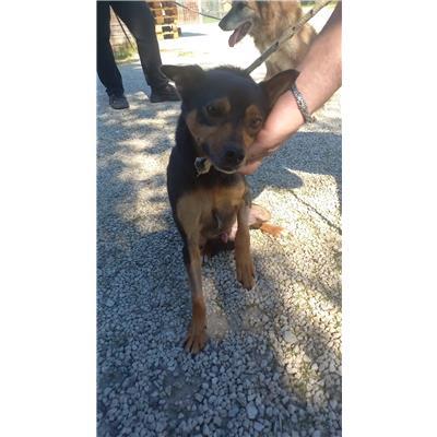 COMUNE DI FROSOLONE - CANE - Microchip 380260044463733
