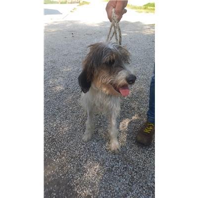 COMUNE DI FROSOLONE - CANE - Microchip 380260044463854