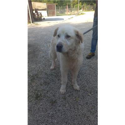 COMUNE DI FROSOLONE - CANE - Microchip 380260044463968