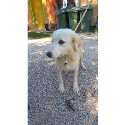 COMUNE DI FROSOLONE - CANE - Microchip 380260044469293