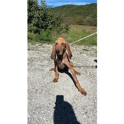 COMUNE DI CARPINONE - CANE - Microchip 380260170319280