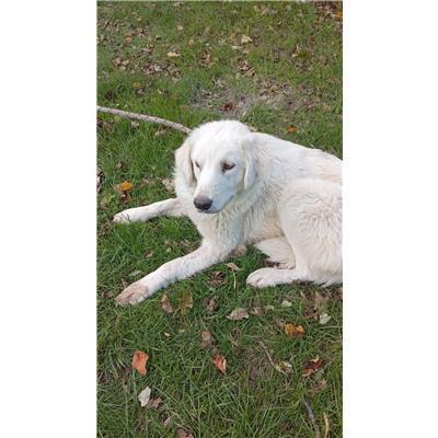 COMUNE DI COLLETORTO - CANE - Microchip 380260170320808