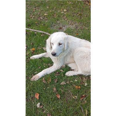 COMUNE DI COLLETORTO - CANE - Microchip 380260170320808