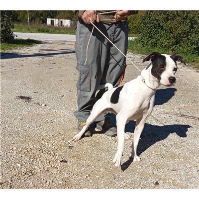 COMUNE DI SESTO CAMPANO - CANE - Microchip 380260044448266