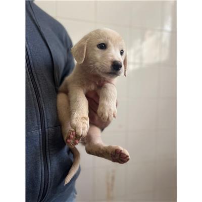 COMUNE DI SAN GIULIANO DEL SANNIO - CANE - Microchip 380260170550920