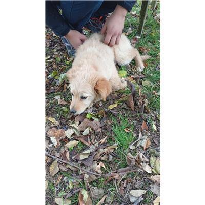 COMUNE DI CASTEL SAN VINCENZO - CANE - Microchip 380260170319283