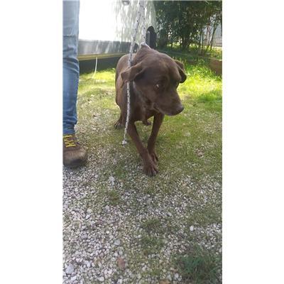 COMUNE DI FROSOLONE - CANE - Microchip 380260044470451