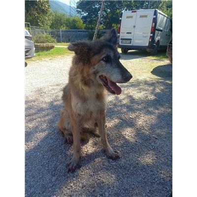 COMUNE DI FROSOLONE - CANE - Microchip 380260000837962