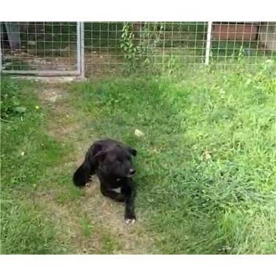 COMUNE DI ALIFE - CANE - Microchip 380260170371712