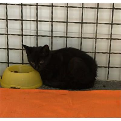 COMUNE DI ISERNIA - GATTO - Microchip 380260170319941