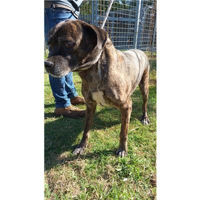 COMUNE DI ALIFE - CANE - Microchip 380260101091403