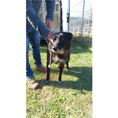 COMUNE DI ALIFE - CANE - Microchip 380260101495208