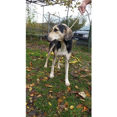 COMUNE DI FILIGNANO - CANE - Microchip 380260170319663