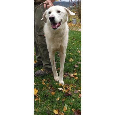 COMUNE DI SESTO CAMPANO - CANE - Microchip 380260170319677