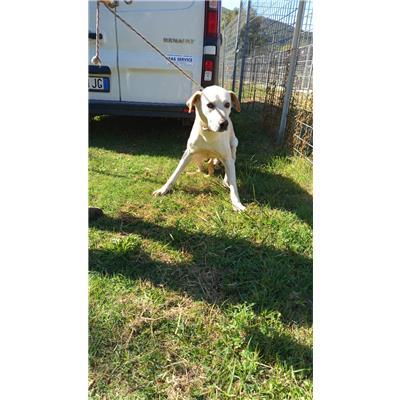 COMUNE DI ALIFE - CANE - Microchip 380260045130883