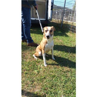 COMUNE DI ALIFE - CANE - Microchip 380260044860607