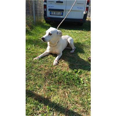 COMUNE DI ALIFE - CANE - Microchip 380260101120458