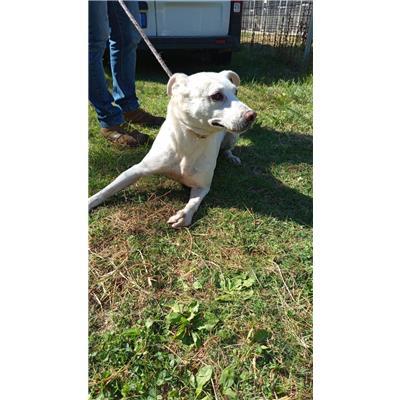 COMUNE DI ALIFE - CANE - Microchip 380260101092722