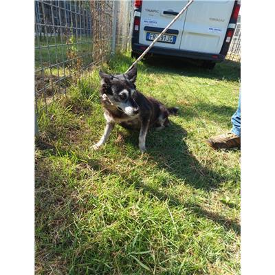 COMUNE DI ALIFE - CANE - Microchip 380260101087451