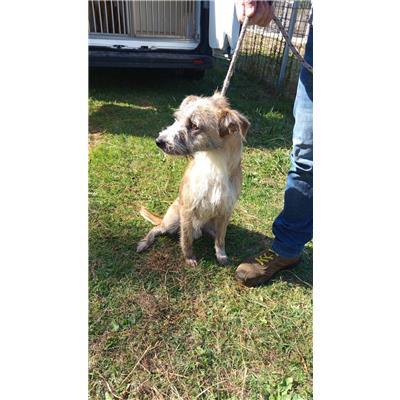 COMUNE DI ALIFE - CANE - Microchip 380260170373543