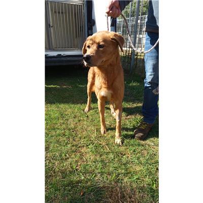 COMUNE DI ALIFE - CANE - Microchip 380260170377231