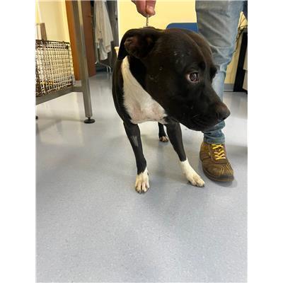 COMUNE DI VENAFRO - CANE - Microchip 380260170319672