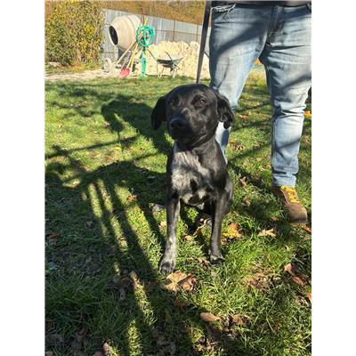 COMUNE DI ORATINO - CANE - Microchip 380260170550688