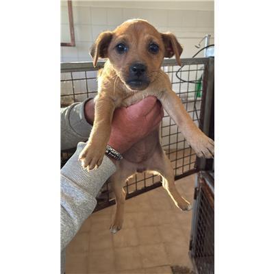 COMUNE DI PESCHE - CANE - Microchip 380260170319700