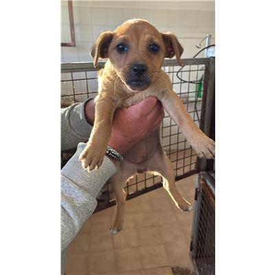 COMUNE DI PESCHE - CANE - Microchip 380260170319700