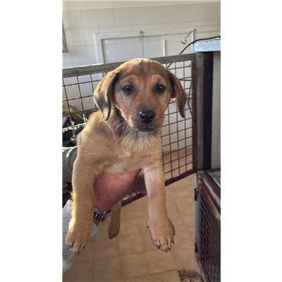 COMUNE DI PESCHE - CANE - Microchip 380260170319709