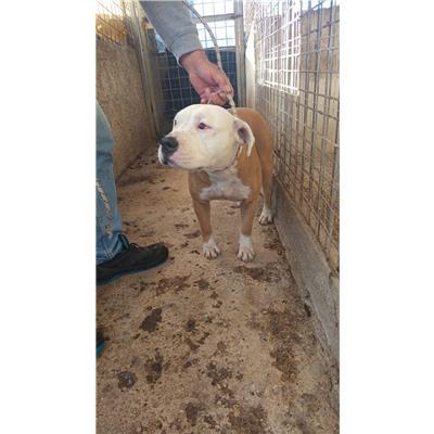 COMUNE DI PRATA SANNITA - CANE - Microchip 380260102732247