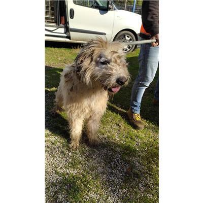 COMUNE DI BARANELLO - CANE - Microchip 380260170316837