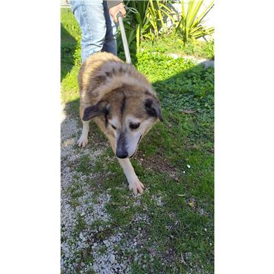 COMUNE DI PIETRABBONDANTE - CANE - Microchip 380260044155582