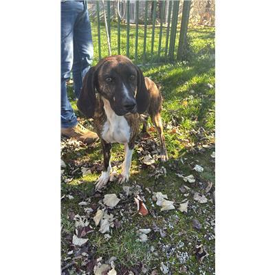 COMUNE DI SAN GIULIANO DEL SANNIO - CANE - Microchip 380260170550582