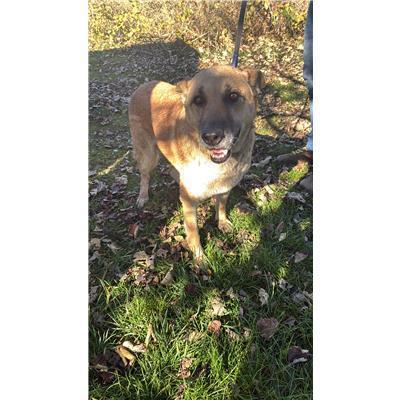 COMUNE DI BOJANO - CANE - Microchip 380260043007817