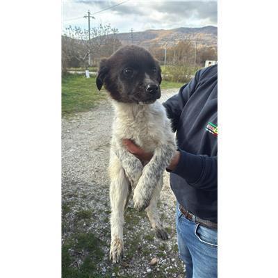 COMUNE DI CERCEMAGGIORE - CANE - Microchip 380260170162173