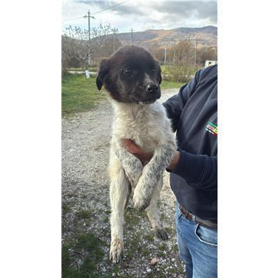COMUNE DI CERCEMAGGIORE - CANE - Microchip 380260170162173