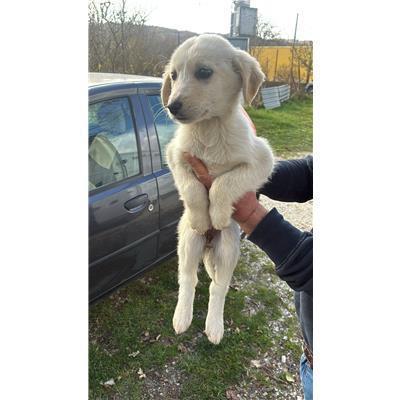 COMUNE DI CERCEMAGGIORE - CANE - Microchip 380260170162190