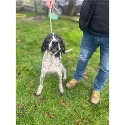 COMUNE CASTELLINO DEL BIFERNO - CANE - Microchip 380260170320847